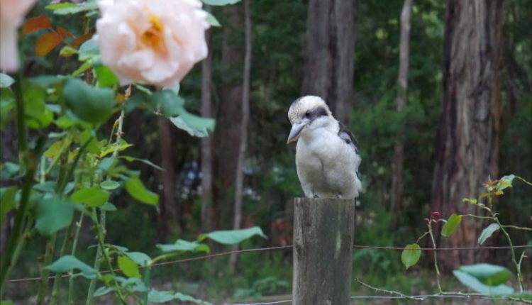 Kookaburrra Wildvogel