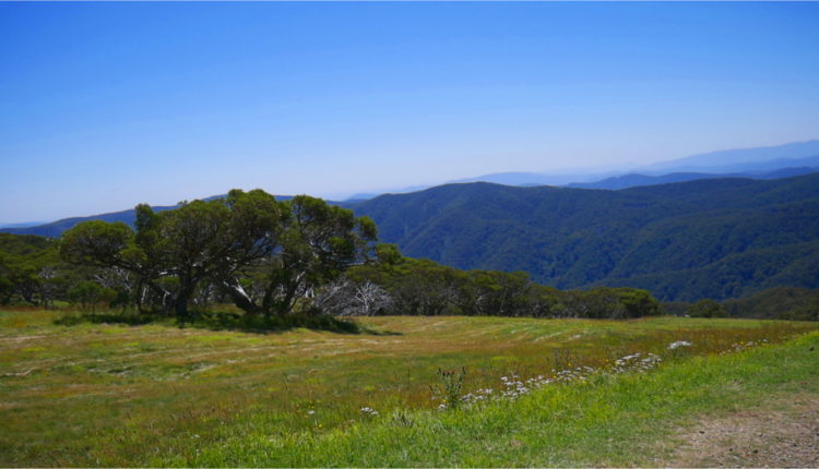 Mount Buller Alps