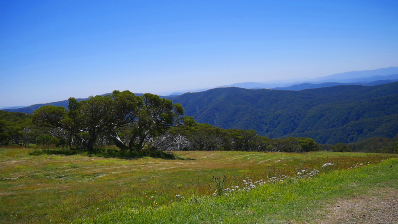 Mount Buller Alps