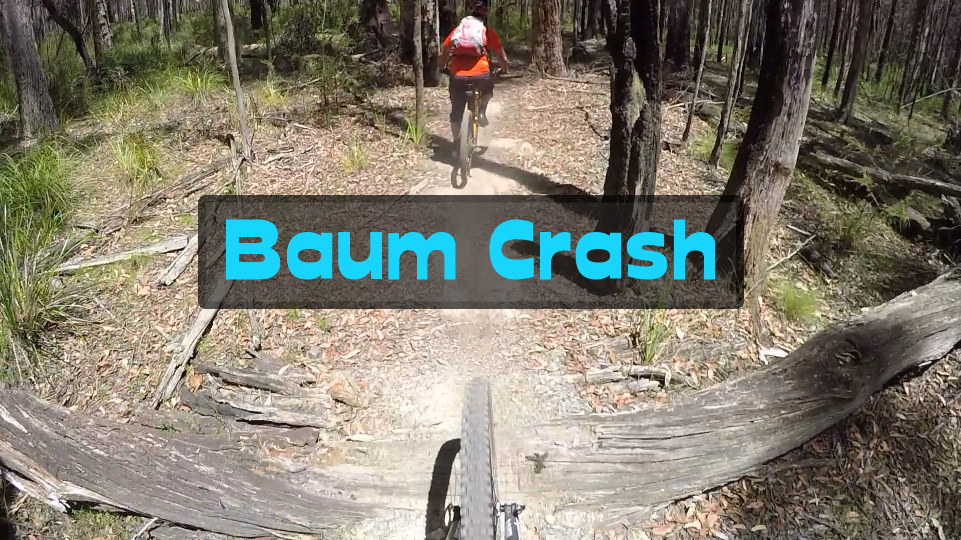 Baum Crash im Wombat Forest