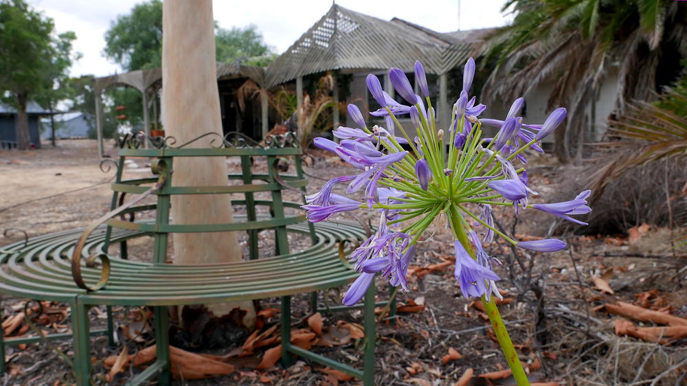 Blumen in Australien 