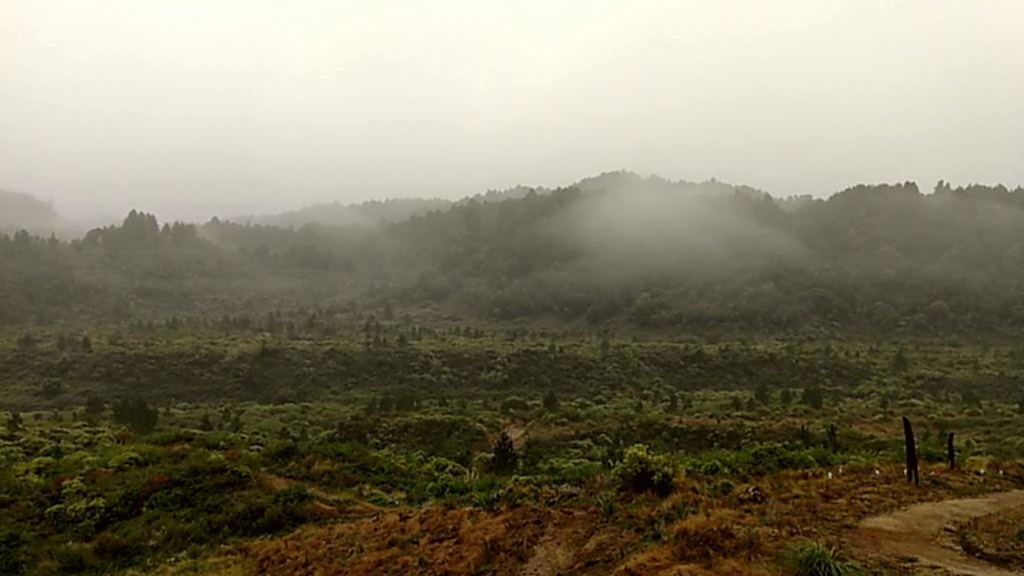 Neuseeland Timber Trail