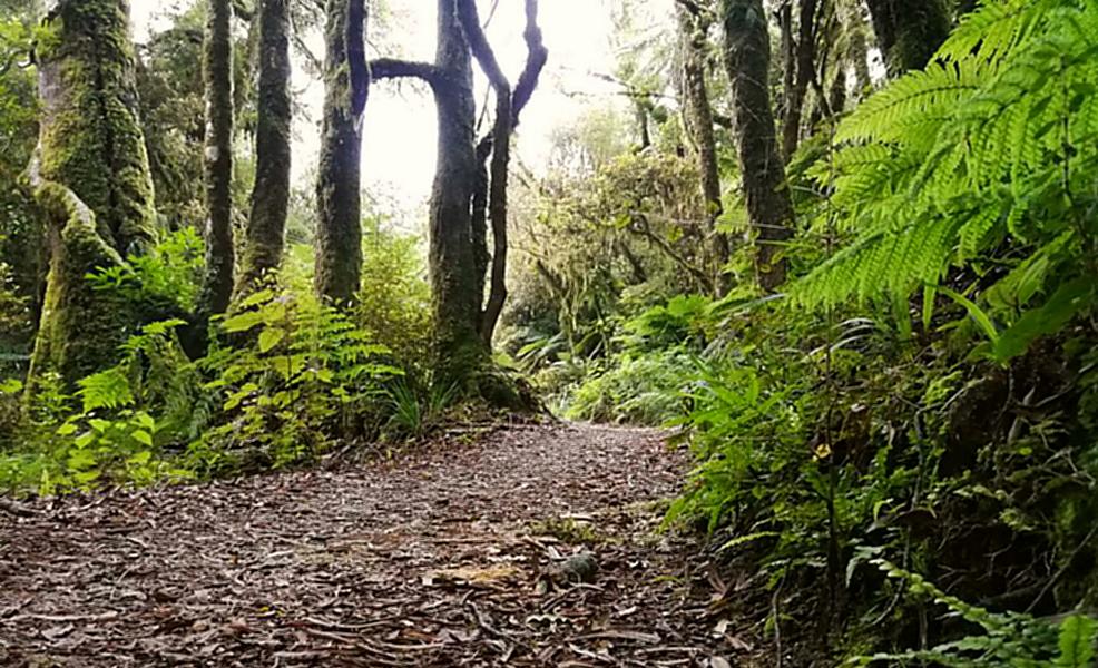 Neuseeland Timber Trail