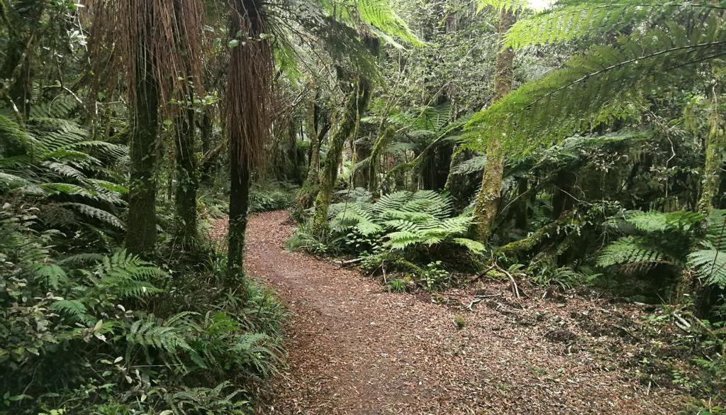 Neuseeland Timber Trail