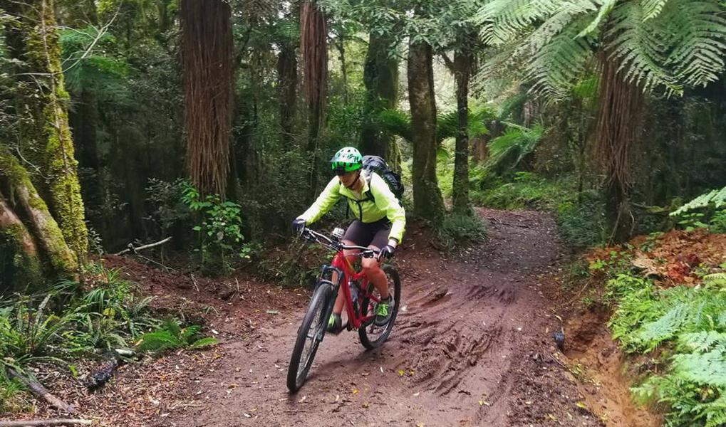 Neuseeland Timber Trail