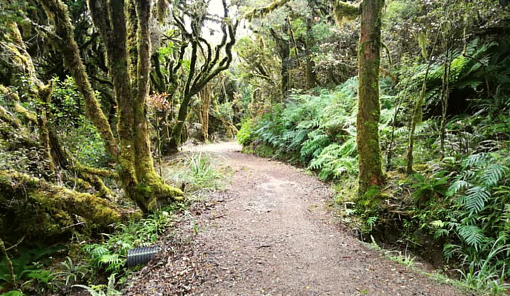 Neuseeland Timber Trail