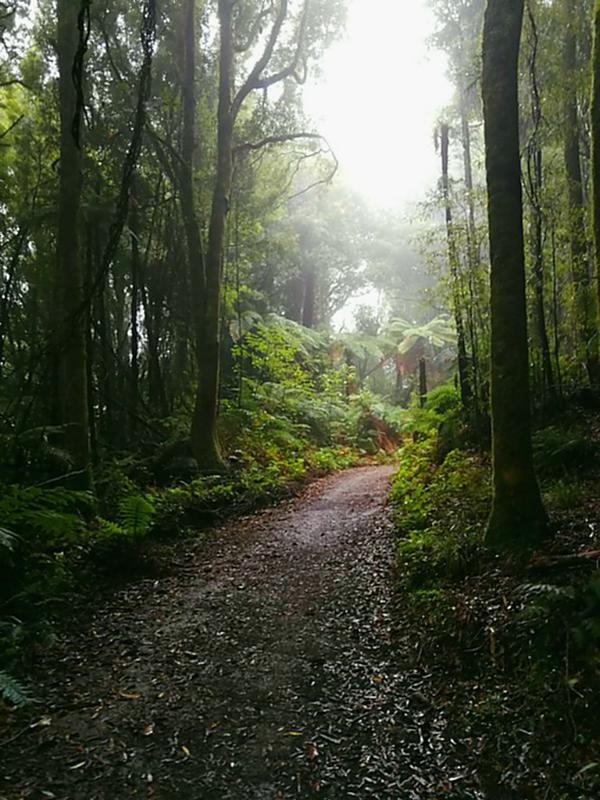 Neuseeland Timber Trail