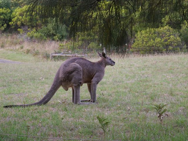 Wildlife Kangaroo